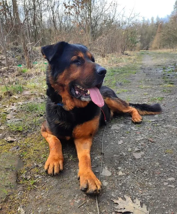 Pies do adopcji, Bytom, 20 marca 2024 (2/4)