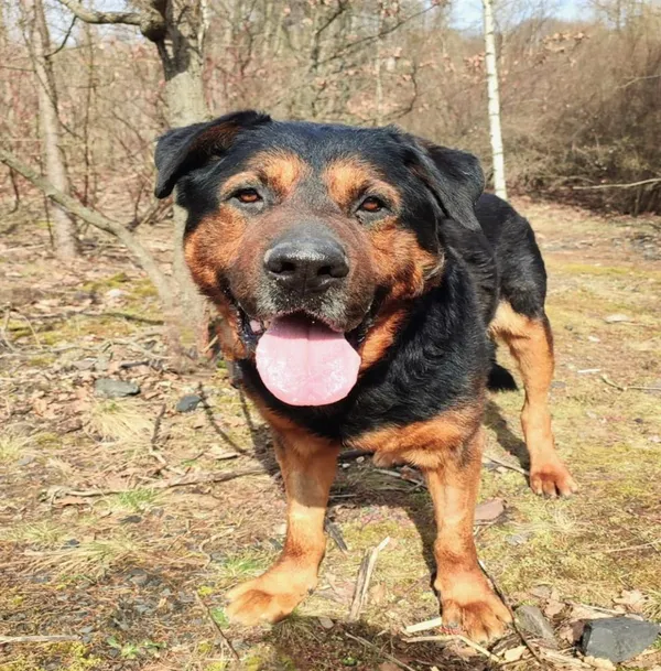 Pies do adopcji, Bytom, 20 marca 2024 (3/4)