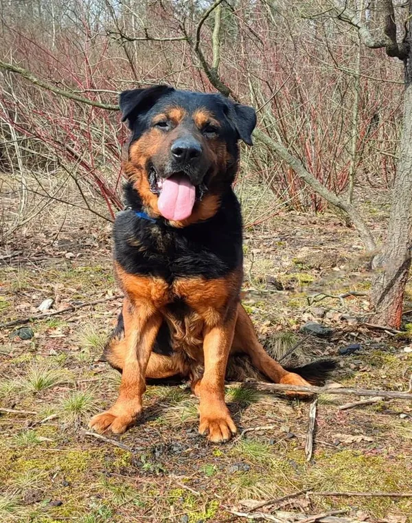 Pies do adopcji, Bytom, 20 marca 2024 (4/4)