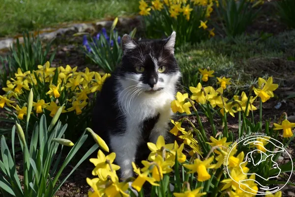 Kot do adopcji, Chełmek, 19 października 2023