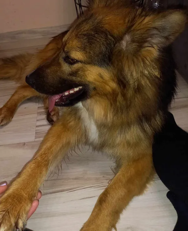 Zaginął pies, Leżajsk, 21 marca 2024 (2/2)