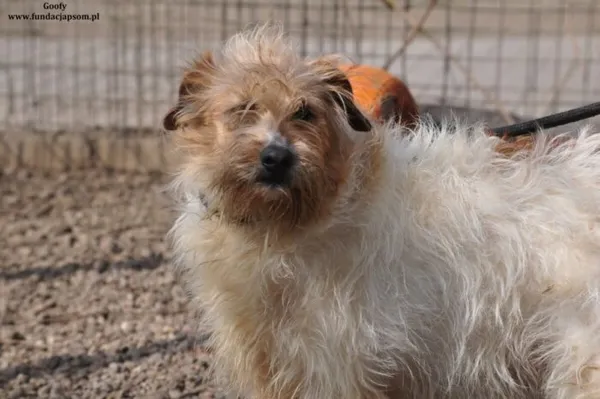 Pies do adopcji, Nowy Dwór Mazowiecki, 21 marca 2024 (1/5)