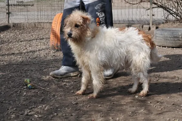 Pies do adopcji, Nowy Dwór Mazowiecki, 21 marca 2024 (2/5)