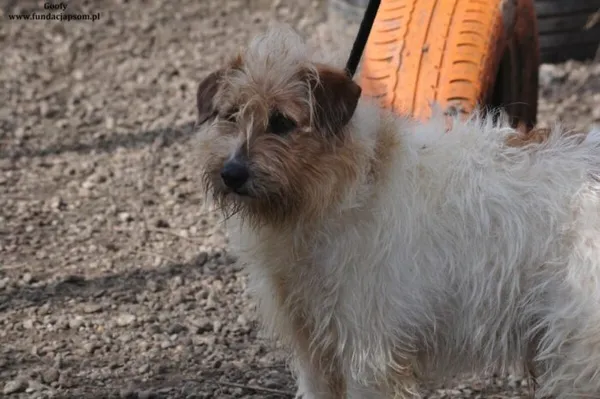 Pies do adopcji, Nowy Dwór Mazowiecki, 21 marca 2024 (3/5)