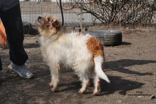 Pies do adopcji, Nowy Dwór Mazowiecki, 21 marca 2024 (4/5)