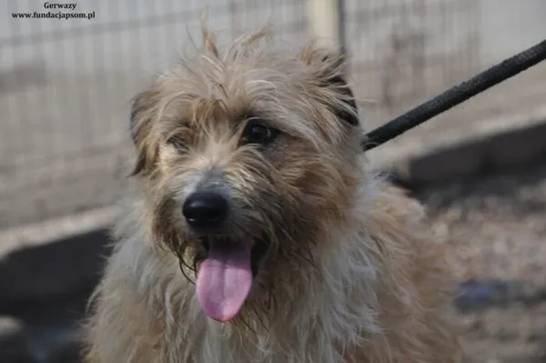 Pies do adopcji, Nowy Dwór Mazowiecki, 21 marca 2024 (1/5)