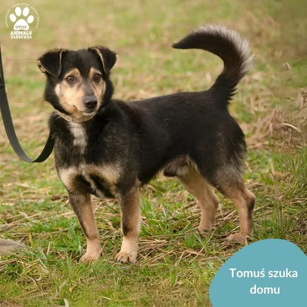 Pies do adopcji, Dąbrówka, 21 marca 2024 (1/5)
