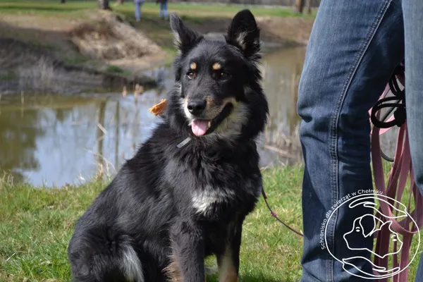 Pies do adopcji, Chełmek, 2 lutego 2024