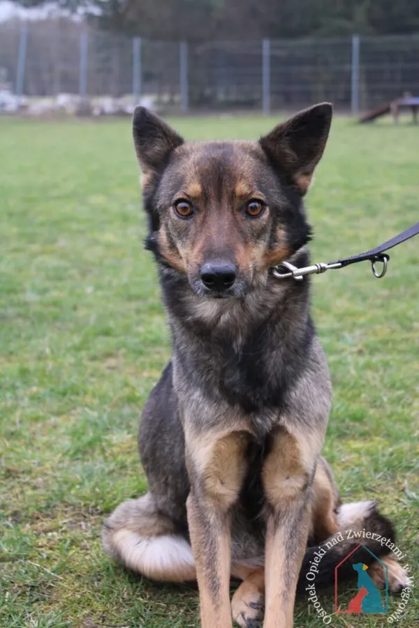 Pies do adopcji, Węgrowo, 18 marca 2024