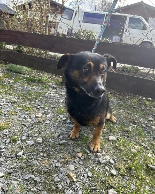 Znaleziono psa, Młodolino, 19 marca 2024