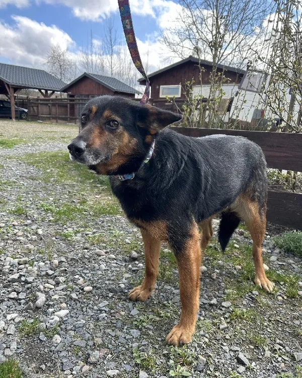 Znaleziono psa, Młodolino, 19 marca 2024