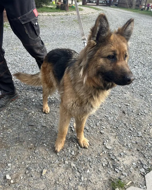 Znaleziono psa, Młodolino, 19 marca 2024