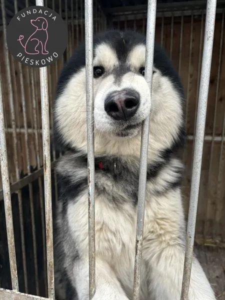 Pies do adopcji, Wolsztyn, 21 marca 2024