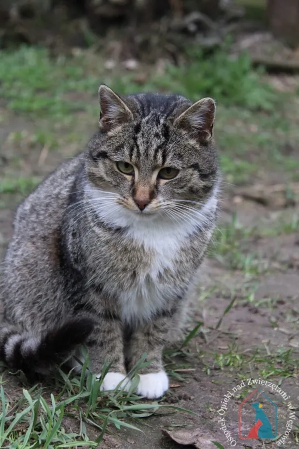 Kot do adopcji, Węgrowo, 18 marca 2024