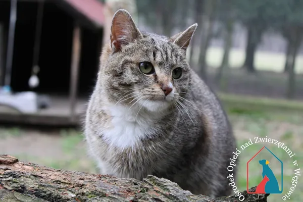 Kot do adopcji, Węgrowo, 18 marca 2024