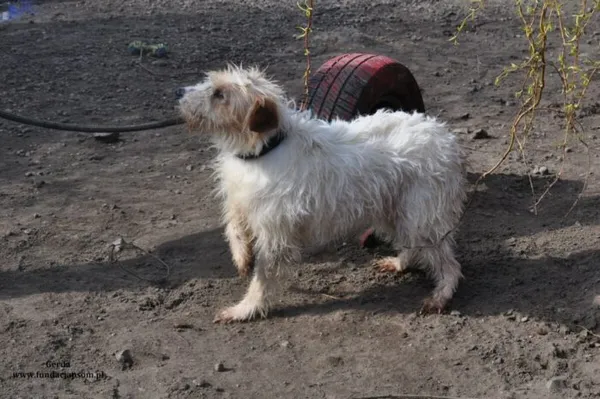 Pies do adopcji, Nowy Dwór Mazowiecki, 21 marca 2024 (3/5)