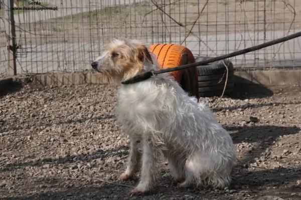 Pies do adopcji, Nowy Dwór Mazowiecki, 21 marca 2024 (5/5)