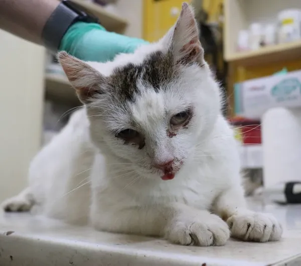 Znaleziono kota, Łódź, 22 marca 2024 (2/2)