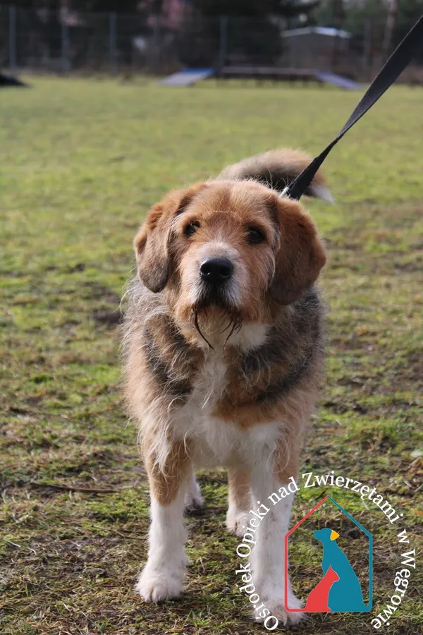 Pies do adopcji, Węgrowo, 12 lutego 2024 (1/5)