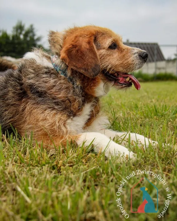 Pies do adopcji, Węgrowo, 12 lutego 2024 (2/5)