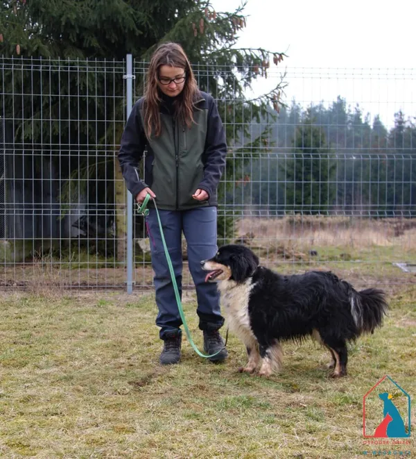Pies do adopcji, Grudziądz, 5 lutego 2024 (5/5)