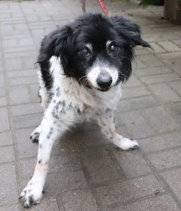 Znaleziono psa, Łódź, 22 marca 2024 (3/3)