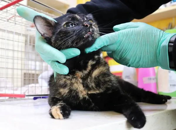 Znaleziono kota, Łódź, 20 marca 2024 (2/2)