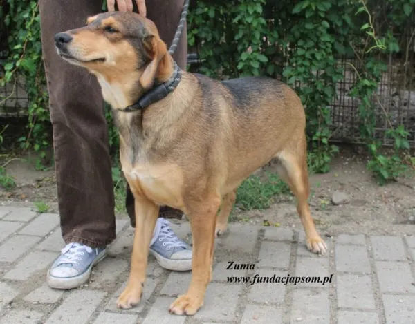 Pies do adopcji, Nowy Dwór Mazowiecki, 29 lipca 2025 (2/5)