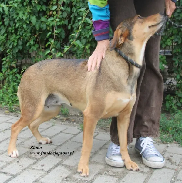 Pies do adopcji, Nowy Dwór Mazowiecki, 29 lipca 2025 (3/5)