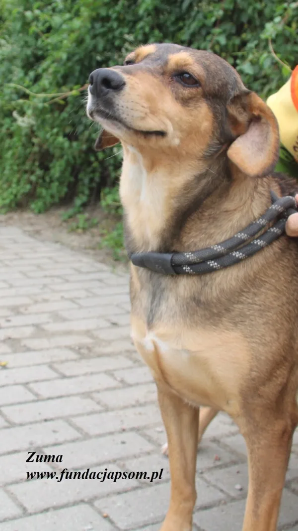 Pies do adopcji, Nowy Dwór Mazowiecki, 29 lipca 2025 (4/5)
