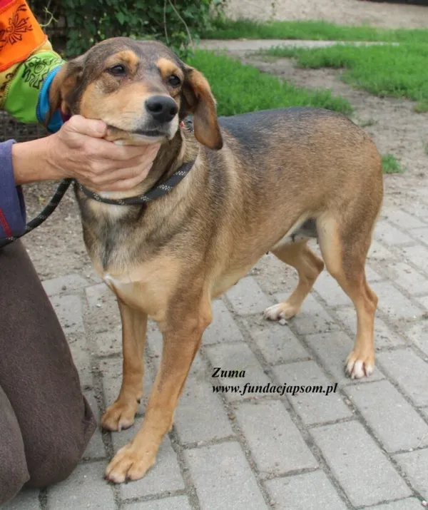 Pies do adopcji, Nowy Dwór Mazowiecki, 29 lipca 2025 (5/5)