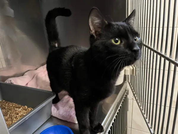 Kot do adopcji, Włocławek, 21 marca 2024 (1/2)