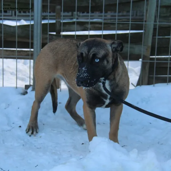 Pies do adopcji, Nowy Dwór Mazowiecki, 4 stycznia 2026 (3/5)