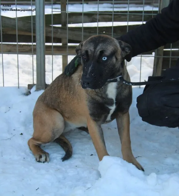 Pies do adopcji, Nowy Dwór Mazowiecki, 4 stycznia 2026 (4/5)