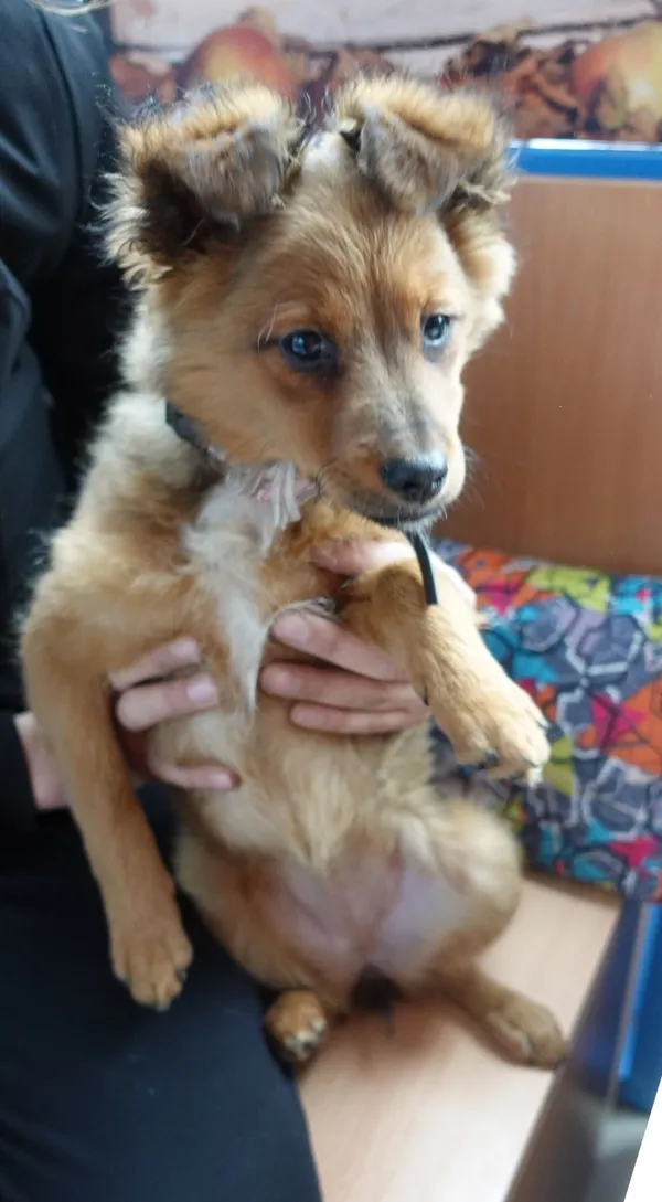 Znaleziono psa, Gdańsk, 22 marca 2024