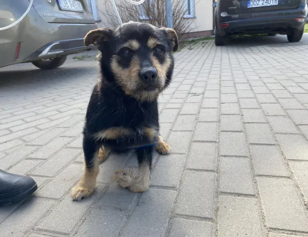 Znaleziono psa, Świdnica, 22 marca 2024