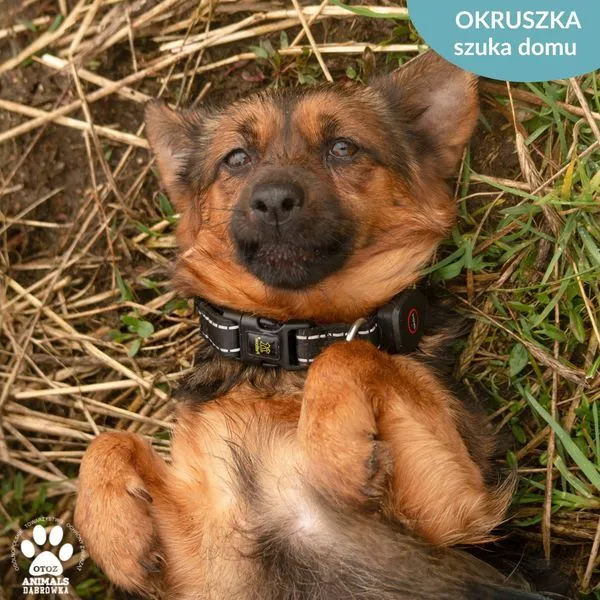 Pies do adopcji, Dąbrówka, 22 marca 2024 (1/5)