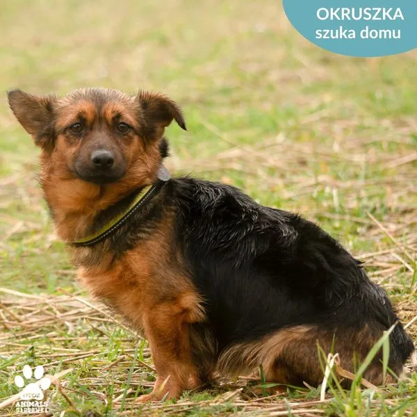 Pies do adopcji, Dąbrówka, 22 marca 2024 (4/5)