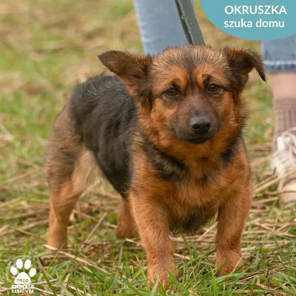 Pies do adopcji, Dąbrówka, 22 marca 2024 (5/5)