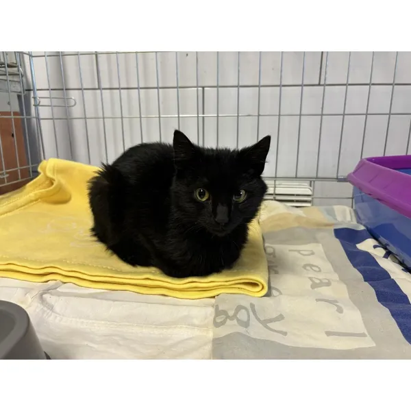 Znaleziono kota, Białystok, 22 marca 2024