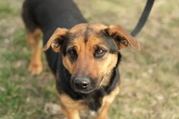 Pies do adopcji, Nowodwór, 22 marca 2024 (1/5)