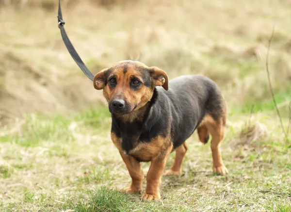 Pies do adopcji, Nowodwór, 22 marca 2024 (2/5)