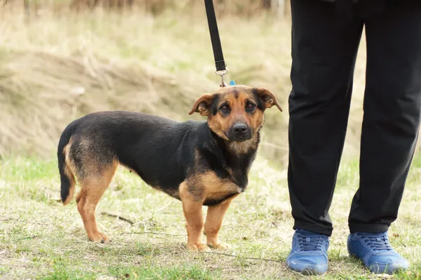 Pies do adopcji, Nowodwór, 22 marca 2024 (3/5)