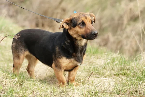 Pies do adopcji, Nowodwór, 22 marca 2024 (4/5)