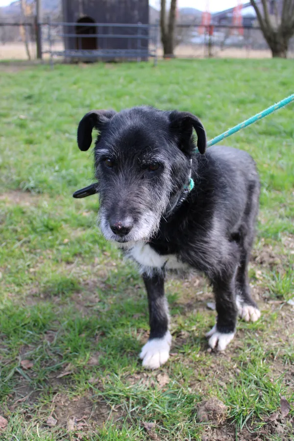 Pies do adopcji, Jelenia Góra, 26 grudnia 2023 (2/4)