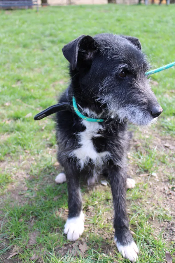 Pies do adopcji, Jelenia Góra, 26 grudnia 2023 (3/4)