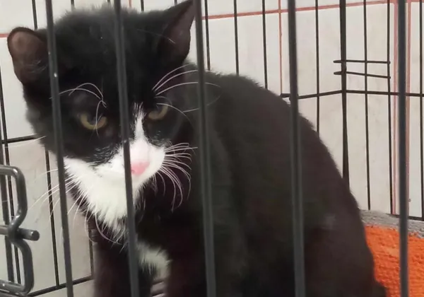 Znaleziono kota, Toruń, 20 marca 2024