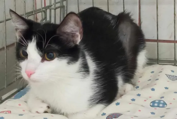 Znaleziono kota, Toruń, 20 marca 2024