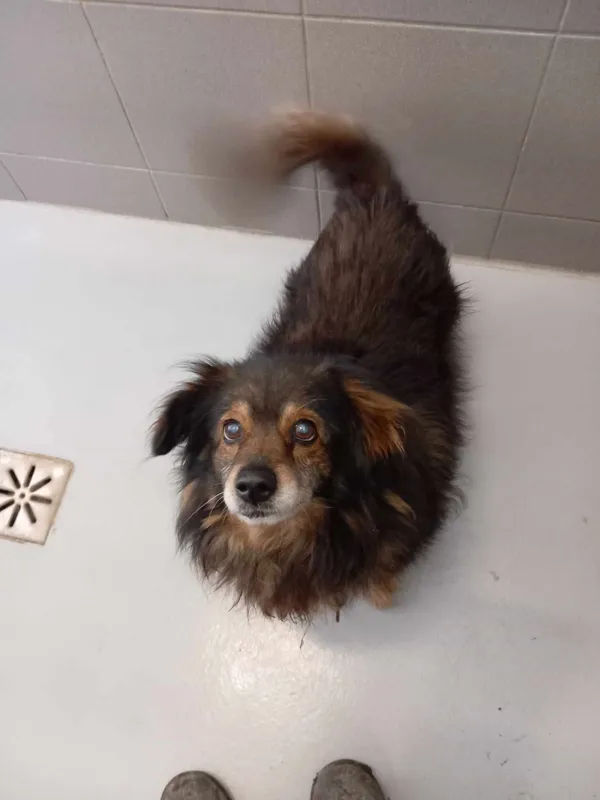 Pies do adopcji, Kielce, 23 marca 2024