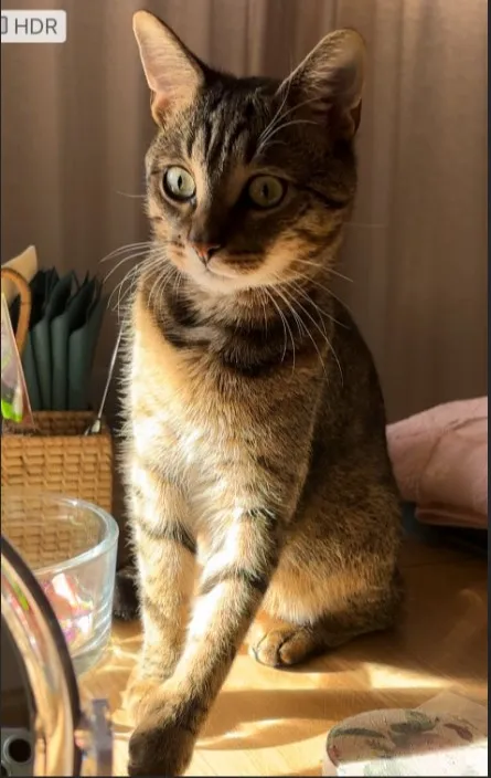 Zaginął kot, Łódź, 23 marca 2024